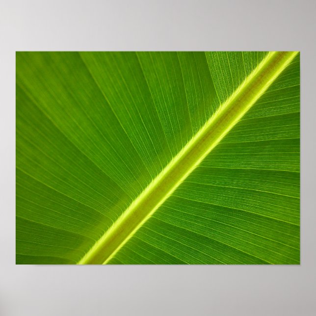 Banana Leaf Macro Poster (Vorne)