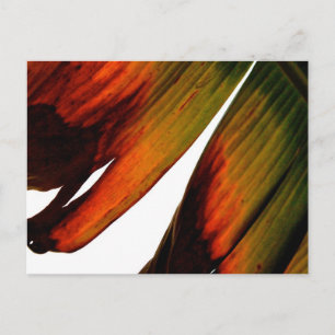 Banana Leaf Postkarte