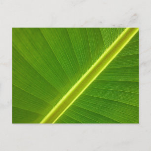 Banana Leaf Postkarte