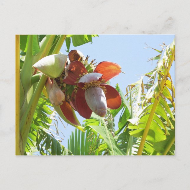Banana-Pflanze Postkarte (Vorderseite)