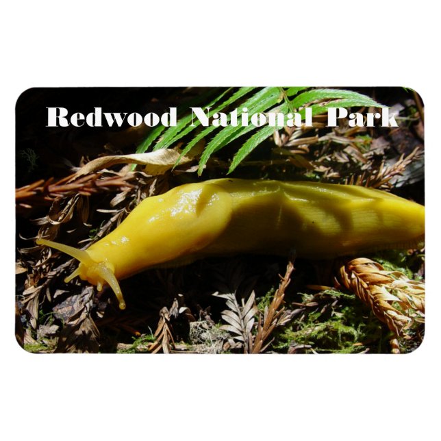 Banana Slug Magnet (Horizontal)