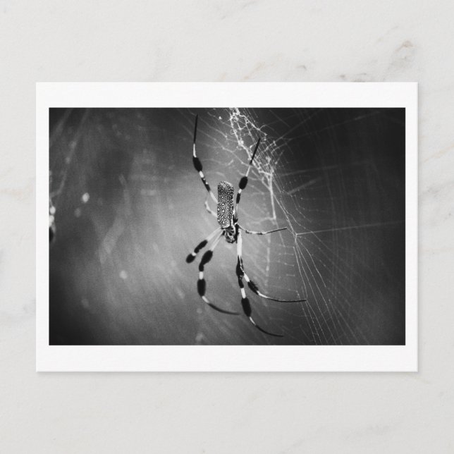 Banana Spider on Web - Foto Postcard Postkarte (Vorderseite)