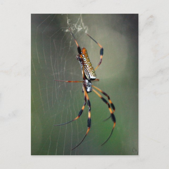 Banana Spider Postkarte (Vorderseite)