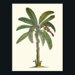 Banana Tree Botanical Poster<br><div class="desc">Bananenbaum botanisch in Stift,  Tinte und Aquarell.</div>