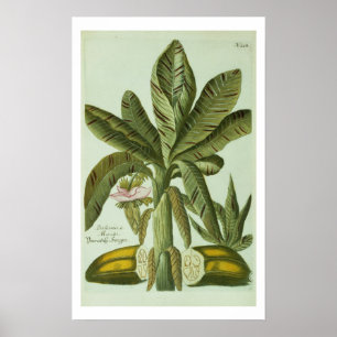 Banana, von J. Weinmanns Phytanthoza Iconographi Poster
