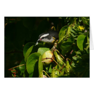 Bananaquit Bird essen tropische Fotografie