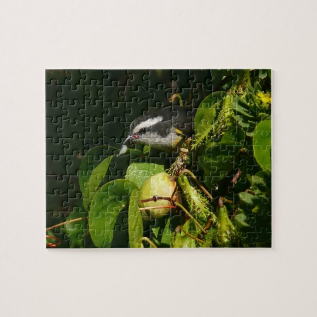 Bananaquit Bird essen tropische Fotografie (Horizontal)