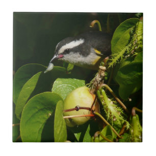 Bananaquit Bird essen tropische Fotografie Fliese