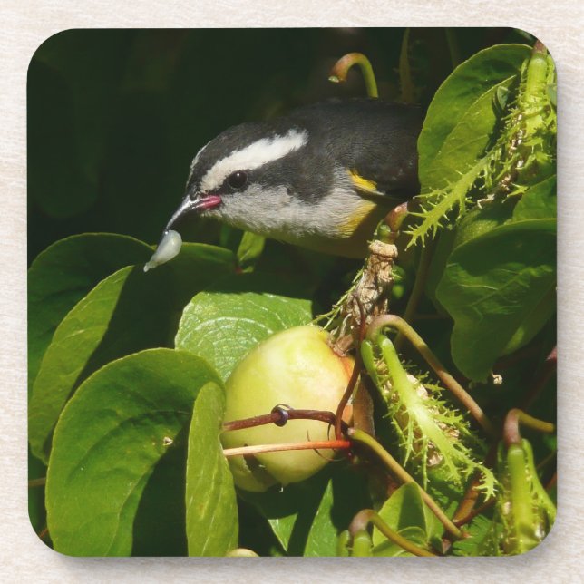 Bananaquit Bird essen tropische Fotografie Getränkeuntersetzer (Vorderseite)