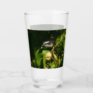 Bananaquit Bird essen tropische Fotografie Glas