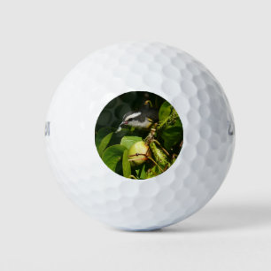 Bananaquit Bird essen tropische Fotografie Golfball