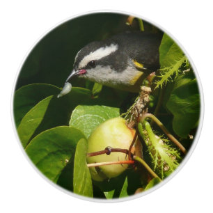 Bananaquit Bird essen tropische Fotografie Keramikknauf