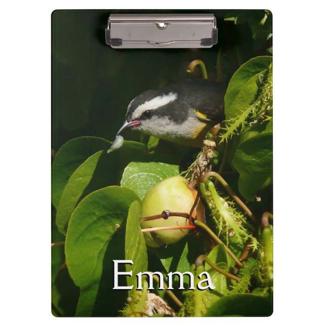 Bananaquit Bird essen tropische Fotografie Klemmbrett (Vorderseite)