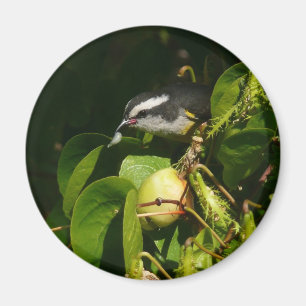Bananaquit Bird essen tropische Fotografie Magnet