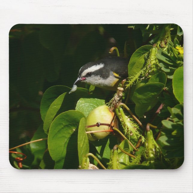 Bananaquit Bird essen tropische Fotografie Mousepad (Vorne)