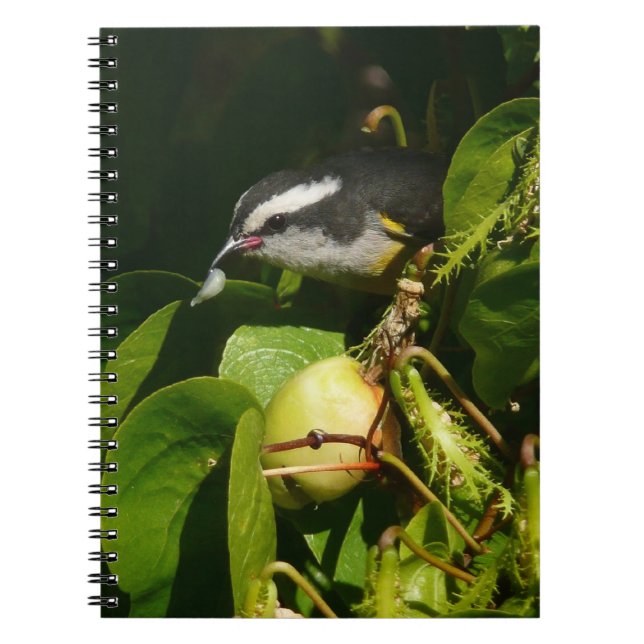 Bananaquit Bird essen tropische Fotografie Notizblock (Vorderseite)