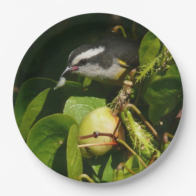 Bananaquit Bird essen tropische Fotografie Pappteller (Vorderseite)