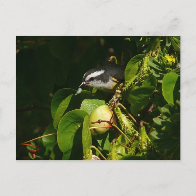 Bananaquit Bird essen tropische Fotografie Postkarte (Vorderseite)