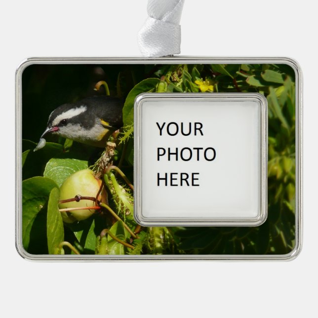 Bananaquit Bird essen tropische Fotografie Rahmen-Ornament Silber (Vorderseite)