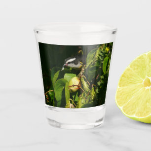 Bananaquit Bird essen tropische Fotografie Schnapsglas