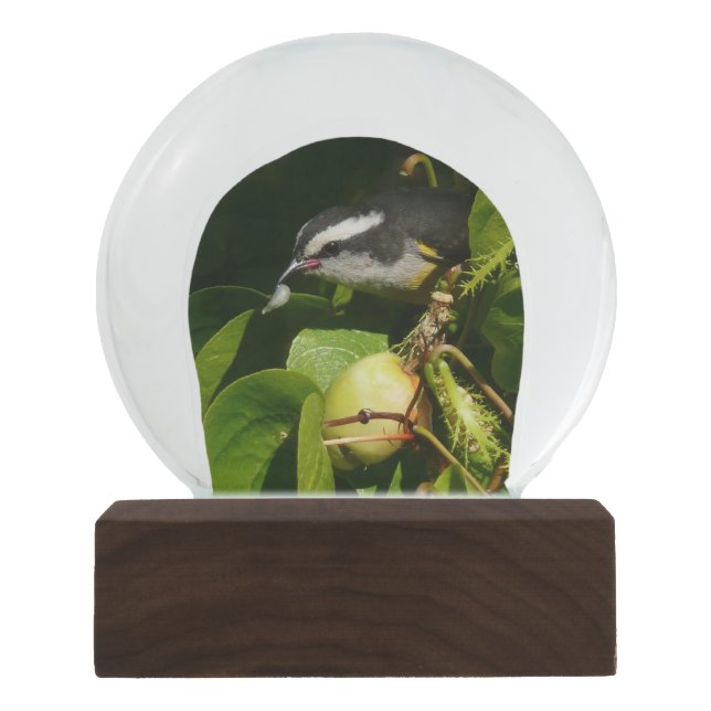 Bananaquit Bird essen tropische Fotografie Schneekugel (Vorderseite)