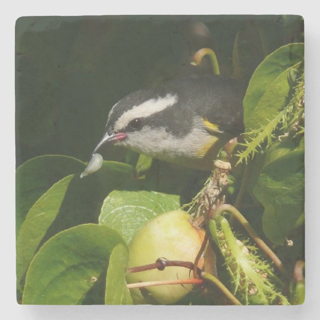 Bananaquit Bird essen tropische Fotografie Steinuntersetzer (Vorderseite)