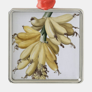 Banane, 1816 silbernes ornament
