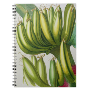 Banane, graviert von Johann Jakob Haid (1704-67) Notizblock