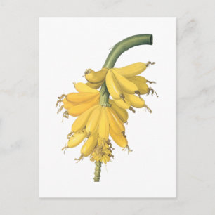 Banane (Musa paradisiaca) von Redouté Postkarte
