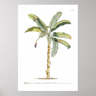 Banane Poster