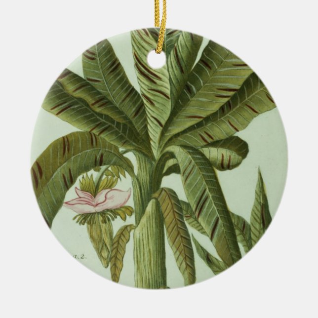Banane, von Phytanthoza Iconographi J.weinmanns Keramikornament (Vorne)