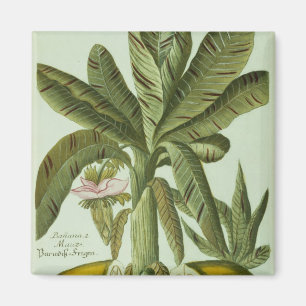 Banane, von Phytanthoza Iconographi J.weinmanns Magnet