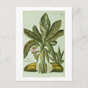 Banane, von Phytanthoza Iconographi J.weinmanns Postkarte