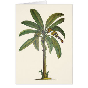 Bananen-Baum botanisch