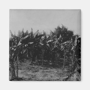 Bananen-Bearbeitung, Trinidad, c.1891 Magnet