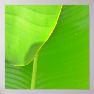 Bananen-Falten Poster