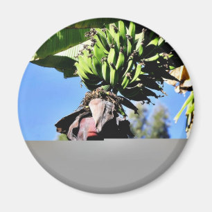 Bananen-Frucht Magnet