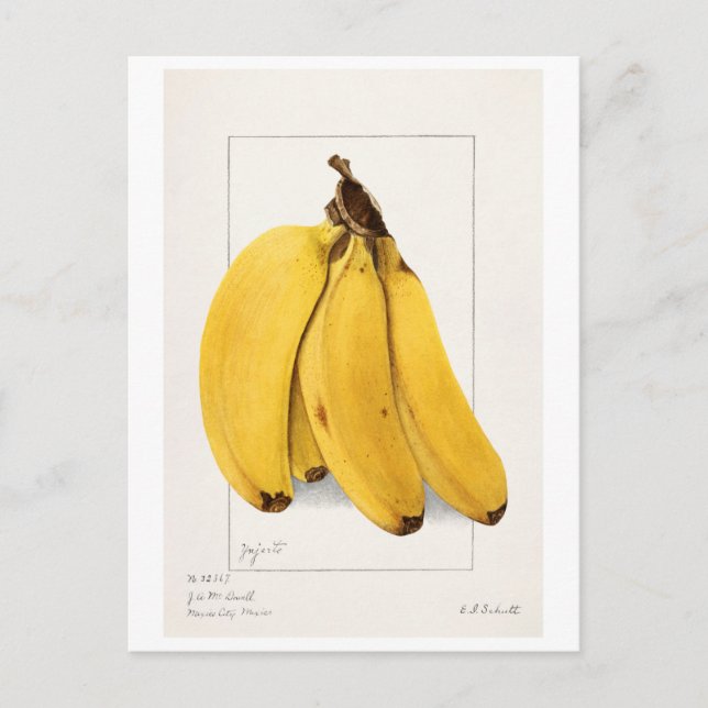 Bananen (Musa) (1904) von Ellen Isham Schutt Postkarte (Vorderseite)