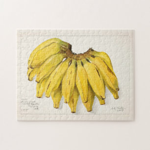 Bananen (Musa) Fruchtfarben