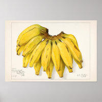 Bananen (Musa) Fruchtfarben