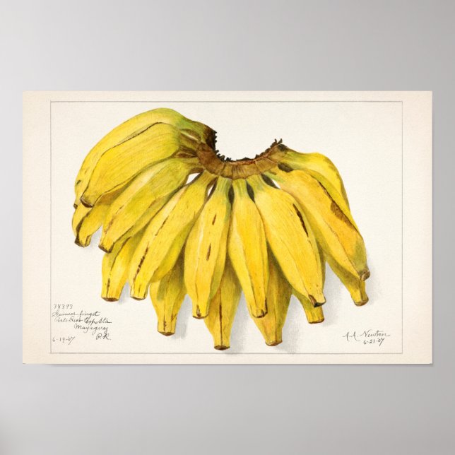 Bananen (Musa) Fruchtfarben Poster (Vorne)