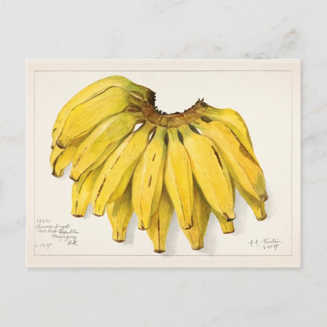 Bananen (Musa) Fruchtfarben Postkarte (Vorderseite)