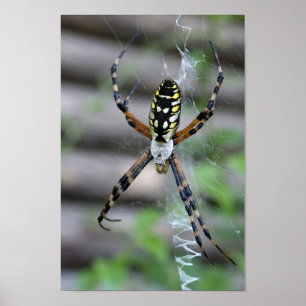 Bananen-Spinne Poster