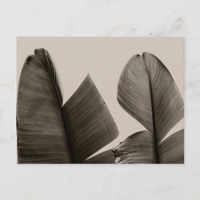 Bananenbaum-Blätter in Sepia Postkarte (Vorderseite)