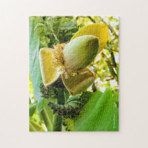 Bananenbaum mit Bananenfrüchten