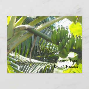 Bananenbaum Postkarte
