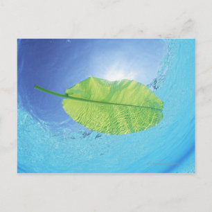 Bananenblatt, das auf dem Meer schwimmt Postkarte