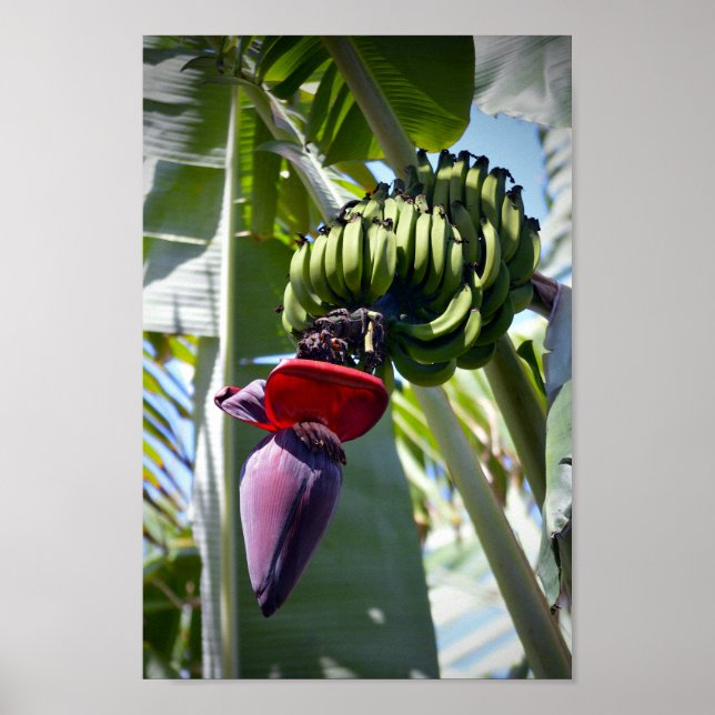 Bananenessen und Blume Stalk Poster (Vorne)