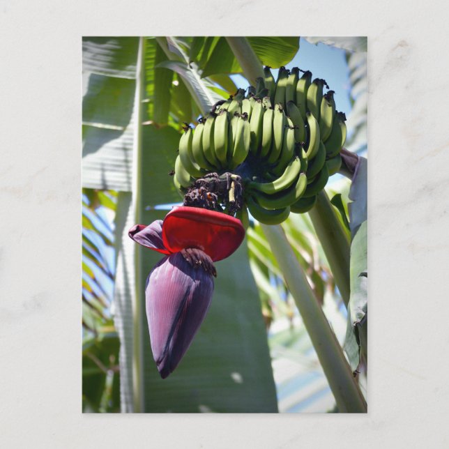 Bananenessen und Blume Stalk Postkarte (Vorderseite)