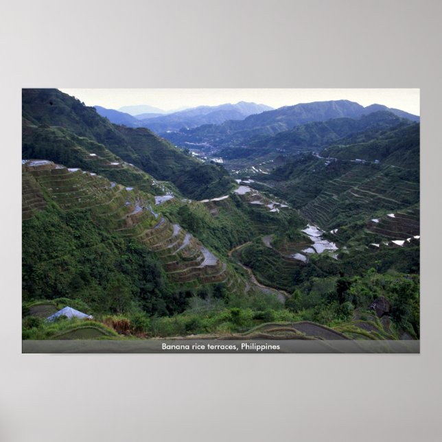 Bananenreis-Terrassen, Philippinen Poster (Vorne)